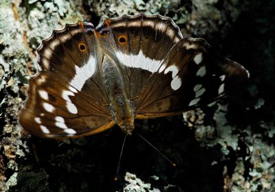 Slgskimmerfjril (Apatura iris)