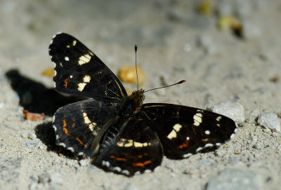 Kartfjäril (Araschnia levana)
