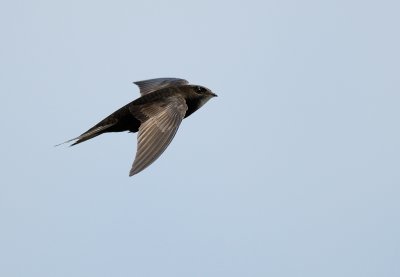 Common Swift