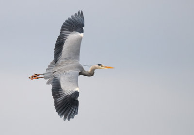 Grey Heron