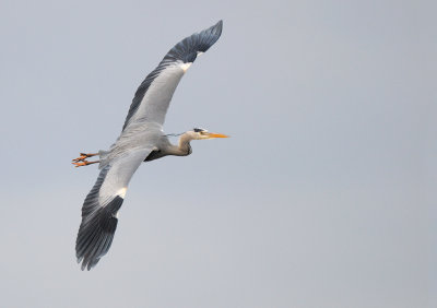 Grey Heron