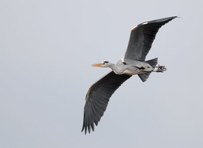Grey Heron