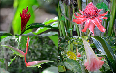 Flores de la Amazonia.