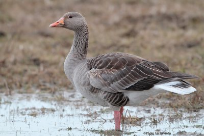 Oca-selvatica (Greylag goose)_011.jpg