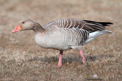 Oca-selvatica (Greylag goose)_041.jpg