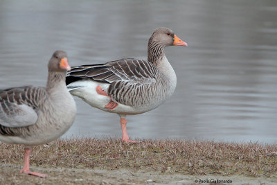 Oca-selvatica ( Greylag goose)049.jpg