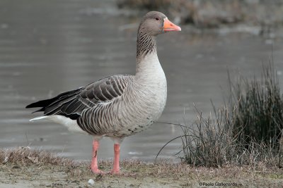 Oca-selvatica (Greylag goose)-a054.jpg