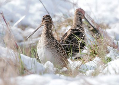 Beccaccino (Snipe)_7814.jpg