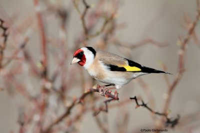 Cardellino ( Goldfinch)