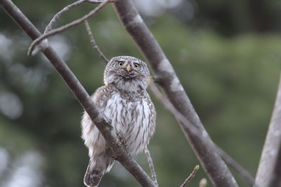 Civetta nana (Pygmy owl)_b046.jpg