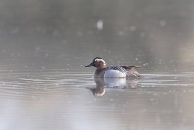 Marzaiola (Garganey)_017.jpg