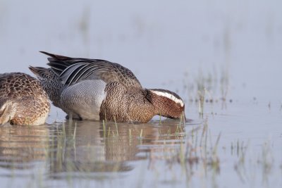 Marzaiola (Garganey)_a065.jpg