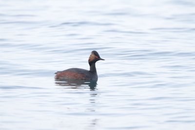 Svasso piccolo (Black-necked Grebe ) _a019.jpg