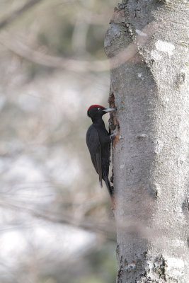 Picchio nero (Black woodpecker)_026.jpg