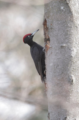 Picchio nero ( Black woodpecker)_1a024.jpg