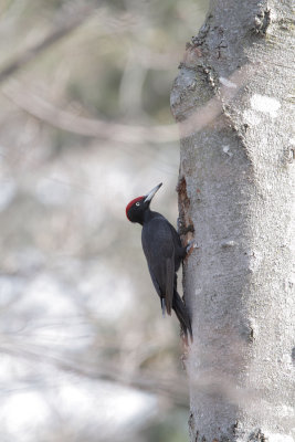 Picchio nero (Black woodpecker)_a030.jpg