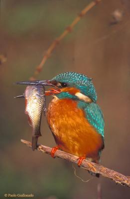 Martin pescatore ( Kingfisher)
