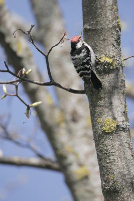 Picchio rosso minore (Lesser Spotted Woodpecker)_014.jpg