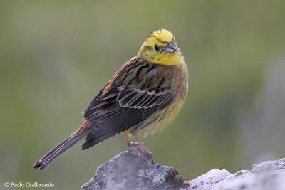 Zigolo Giallo ( Yellowhammer)_011.jpg