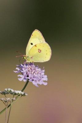 Farfalle (Butterfly)