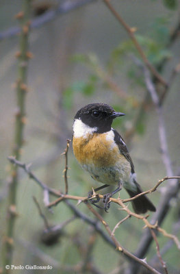 Saltimpalo (Stonechat)-4.jpg