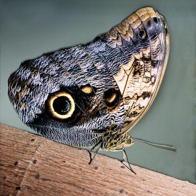 Papillon-chouette