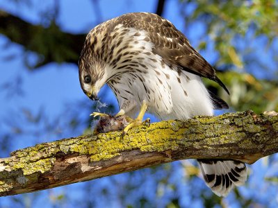 Cooper's Hawk