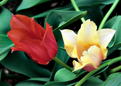 Deux tulipes