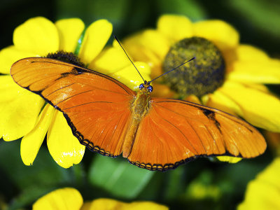 Flambeau (Dryas julia)