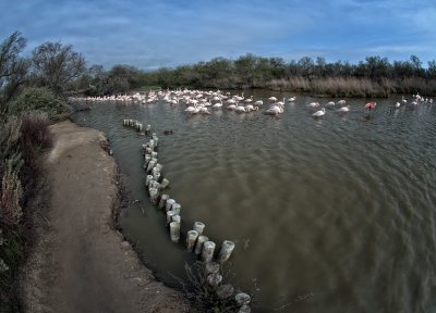 Pink flamingos