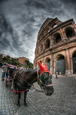 Coliseum donkey