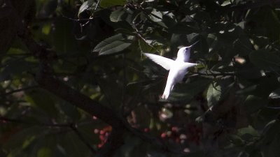 White (lecistic) Hummingbird