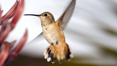 Rufous Hummingbird