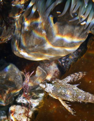 Seashore Creatures of Southern California