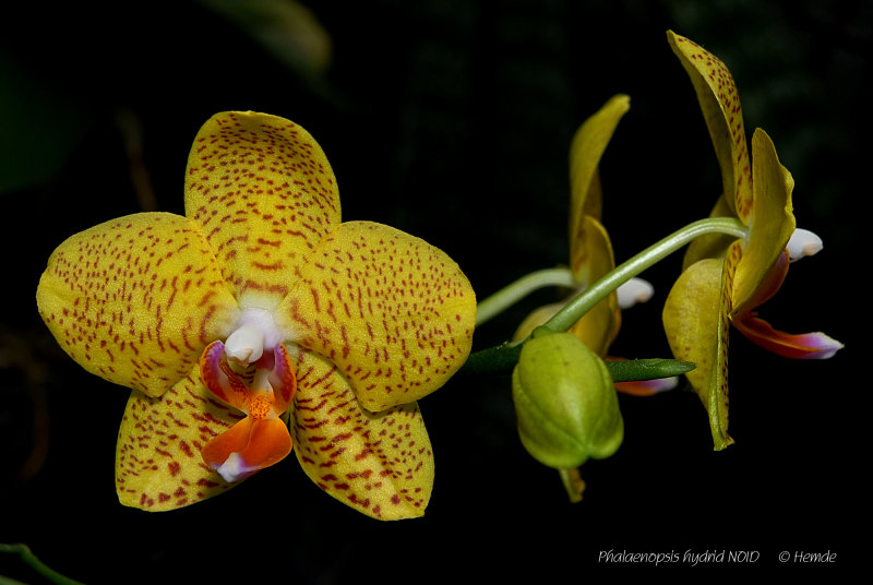 Phalaenopsis hybrid NOID