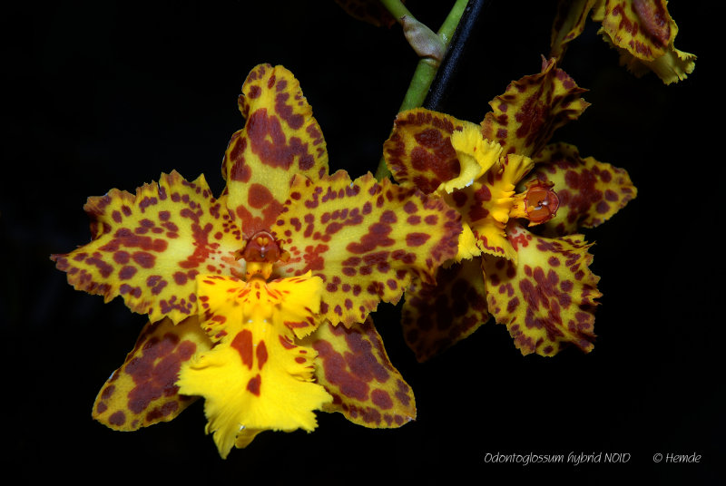 Odontoglossum hybrid NOID