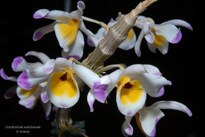 Dendrobium wardianum