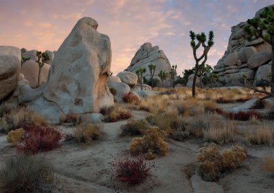 Joshua Tree NP