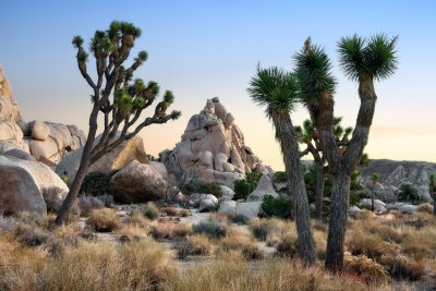 Joshua Tree NP