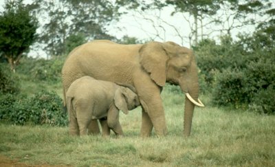 1992 Africa (3).jpg