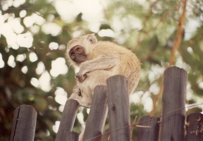 1992 Africa (37).jpg