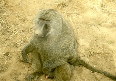1992 Africa (40).jpg