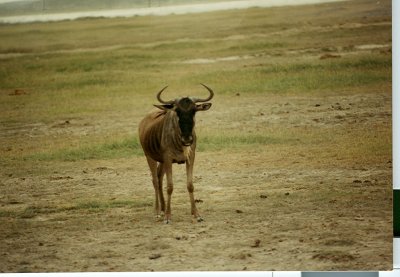 1992 Africa (44).jpg