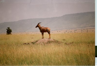 1992 Africa (47).jpg