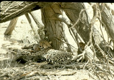 1992 Africa (60).jpg