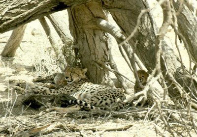 1992 Africa (62).jpg