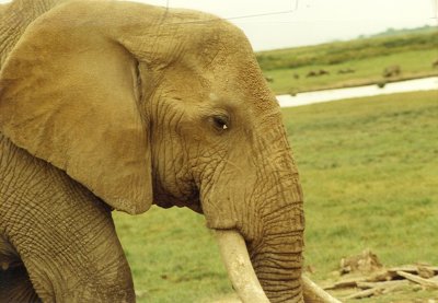 1992 Africa (66).jpg