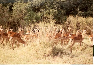 Antelope (1).jpg
