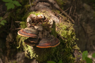 _MG_1313.JPG