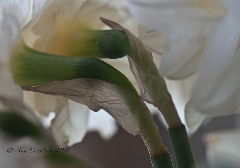 Daffodils.